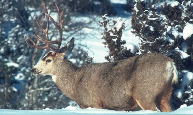 Our Hunts - Saddle Horn Outfitters