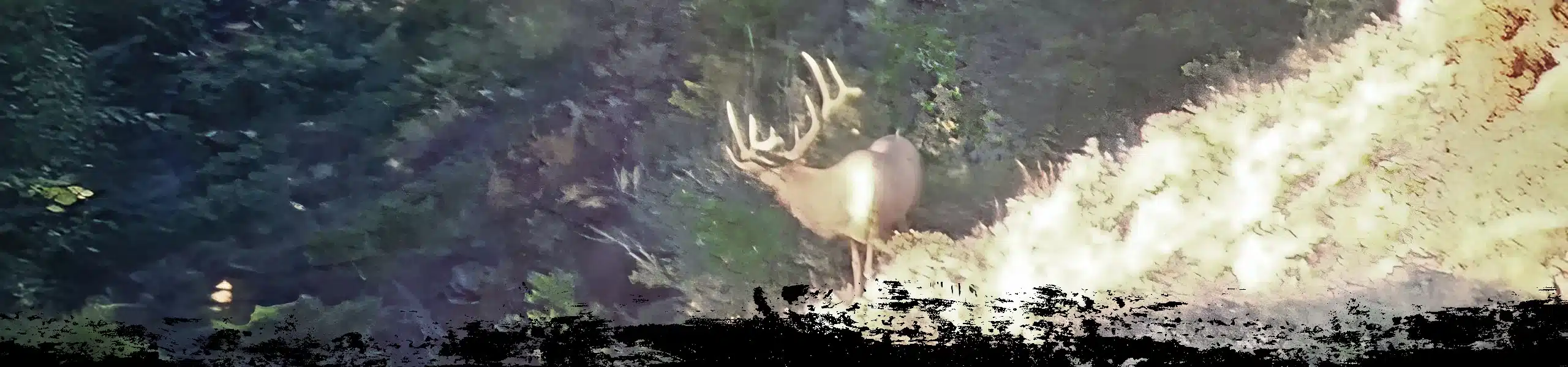 SaddleHornHeader ID Elk