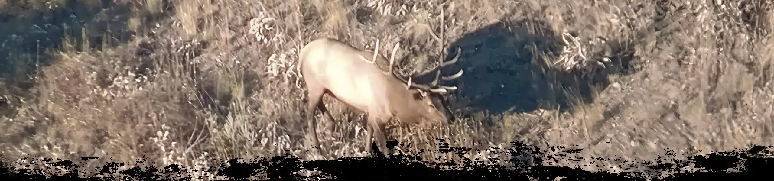 SaddleHornHeader ID Elk2